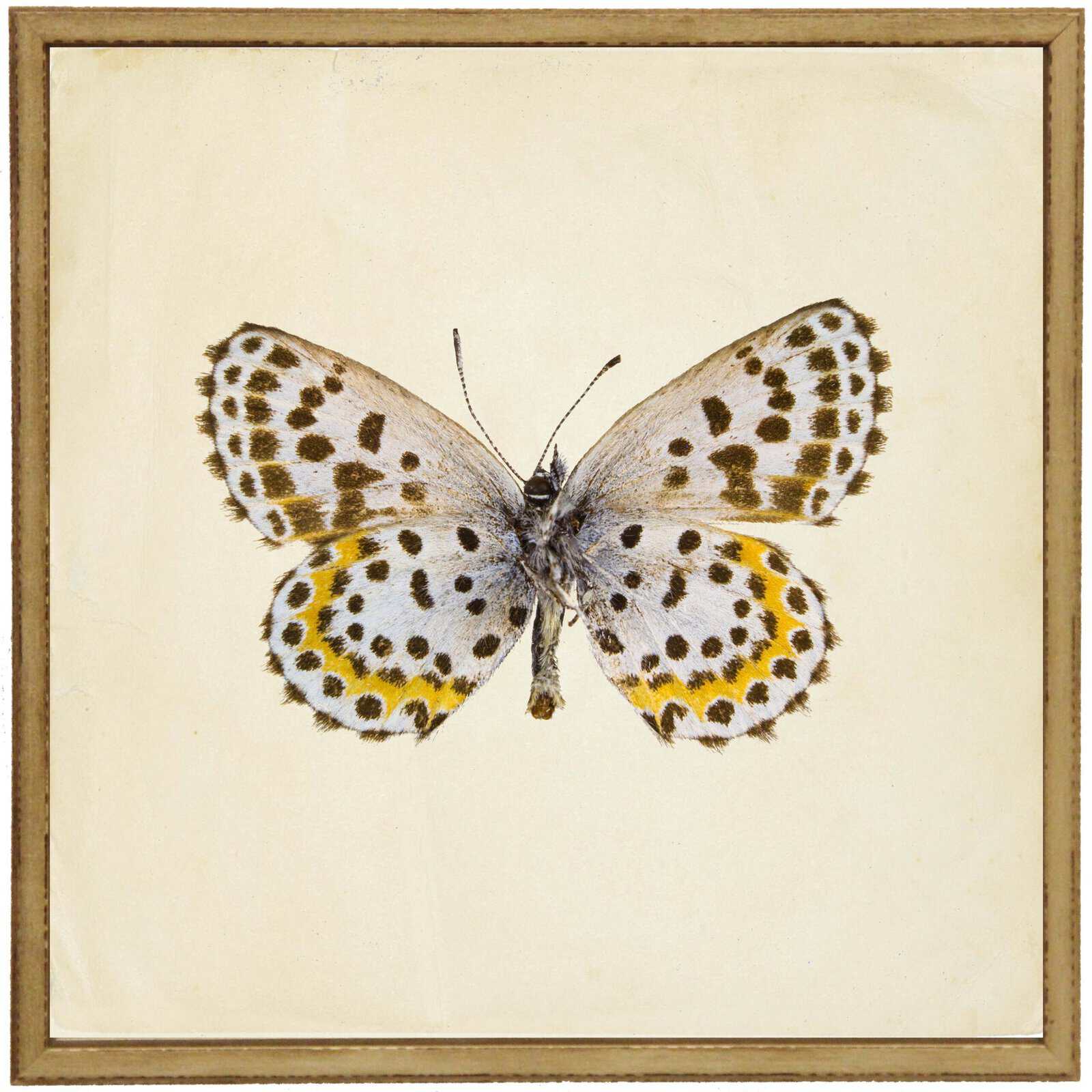 2F753580-4865-4Bfc-80D1-87C873C7950E Moth Print 2 - Image 1
