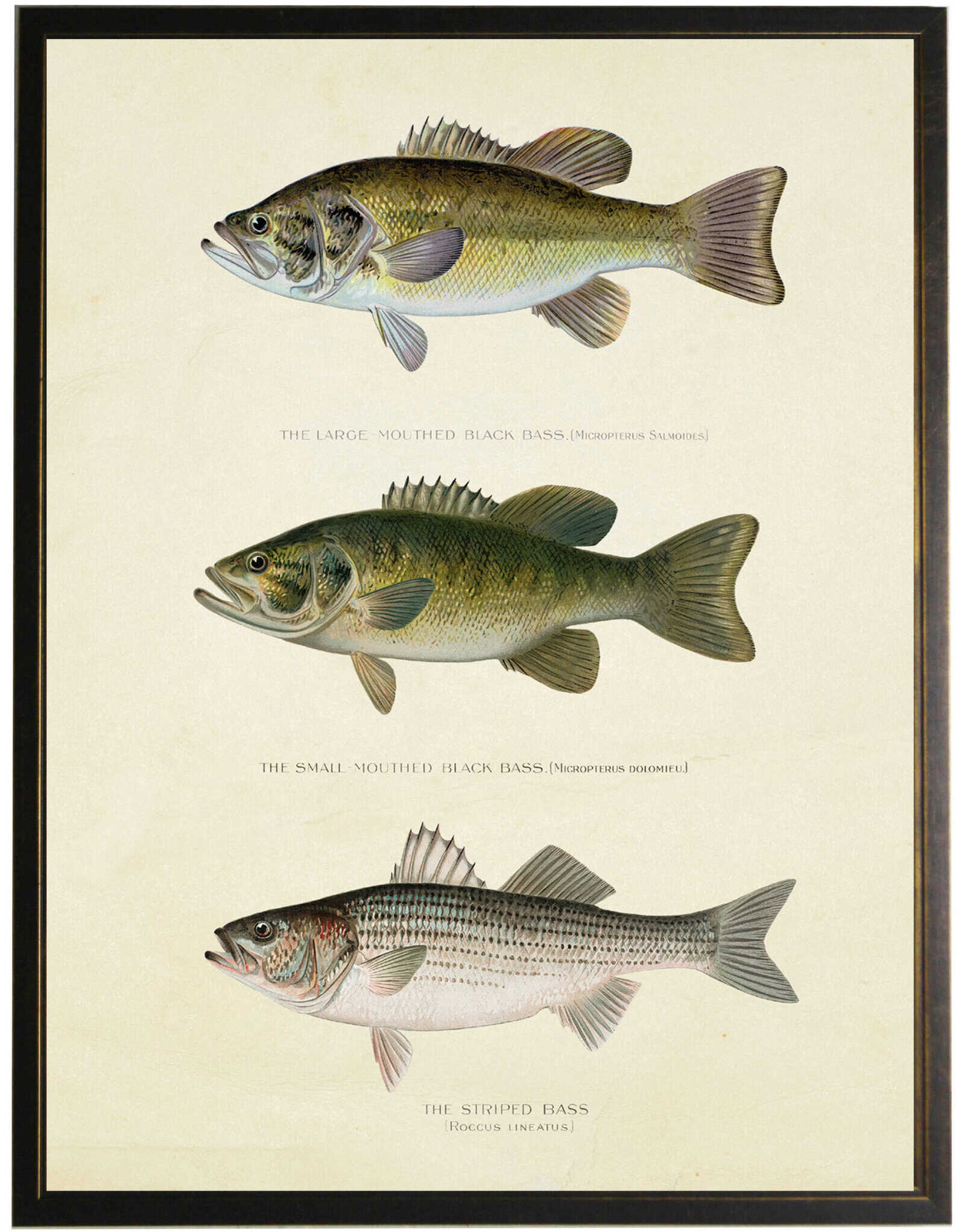 4B2564C8-0005-43Ab-8Dd4-64A9Ae5D95B2 Vintage Bass Fish Bookplate - Image 1