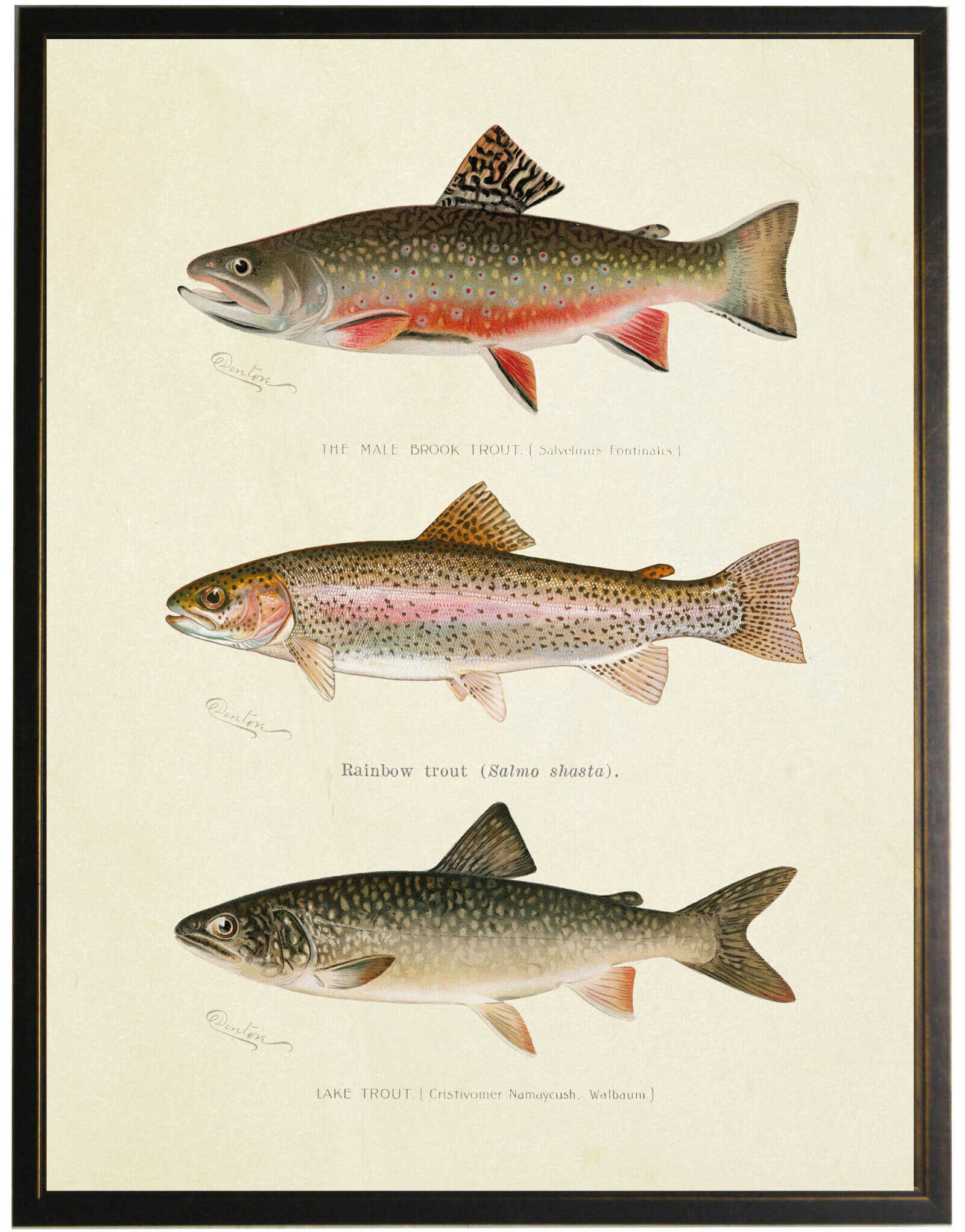 62B0Ed88-20A2-4480-84E1-E2C5Dfc2Ebef Vintage Trout Fish Bookplate - Image 1