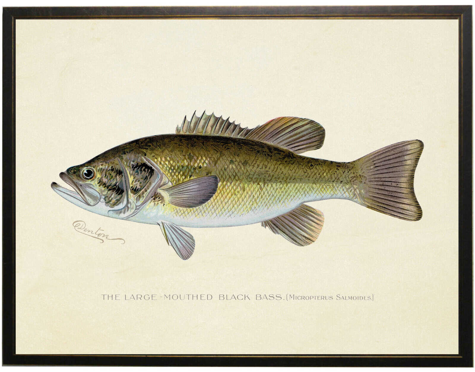 74Cab8Cf-4254-4F9F-B176-214D7C7244Bb Vintage Large Mouth Bass Bookplate - Image 1