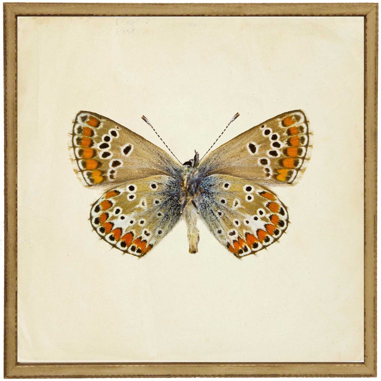 7F14A13F-6A03-4332-8Ad0-220B6Baf5Ffe Moth Print 6 - Image 1